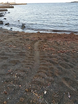 La tartaruga marina ha un debole per Linosa