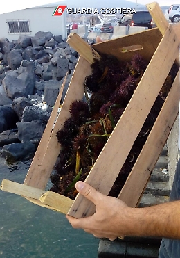 Catania, sequestrati ricci di mare in vendita durante il fermo biologico