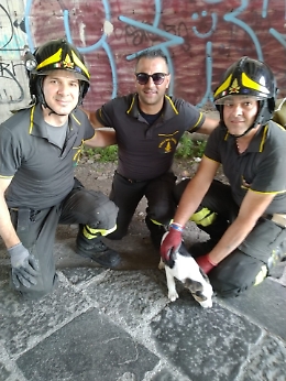 Catania: Vigili del Fuoco salvano cucciolo intrappolato sotto un cavalcavia