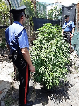 Mini piantagione di marijuana al Villaggio Dusmet: caccia al "proprietario"