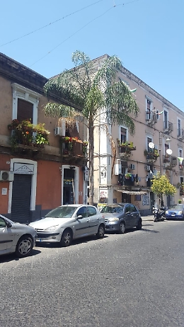 Catania. In via Plebiscito, alberi abbandonati