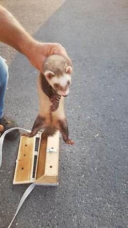 Catania, rifiuti illegali e furetto nascosto in auto nell'Oasi del Simeto