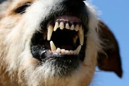 Bimba aggredita da un cane di un parente nel Palermitano finisce in ospedale