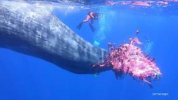 Salina, capodoglio "prigioniero" di una rete da pesca illegale