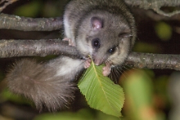 Invasione di ghiri sui Nebrodi, richiesto stato di calamità naturale