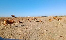 Catania, pascolo abusivo su terreno demaniale
Forestale denuncia allevatore di bovini