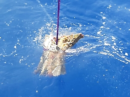 Recuperato nei fondali di Levanzo un antico rostro che fu scoperto dall'archeologo Tusa