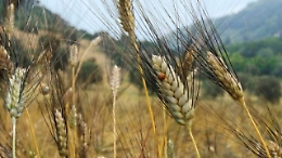 Sicilia, crolla il prezzo del grano  proprio nell'anno di un ottimo raccolto