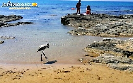 Realmonte, giovane fenicottero avvistato al lido Rossello