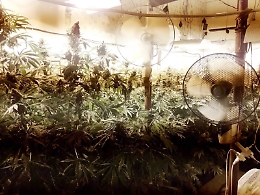 Catania, una serra al 2° piano della villetta per coltivare cannabis