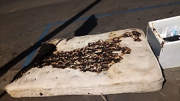 Catania, corso Sicilia: arrivano le feste Agatine e... il caos