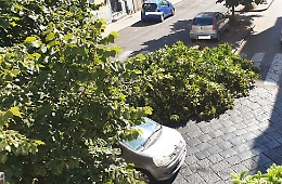 Catania: albero abbattuto da autocompattatore. La Dusty risponde