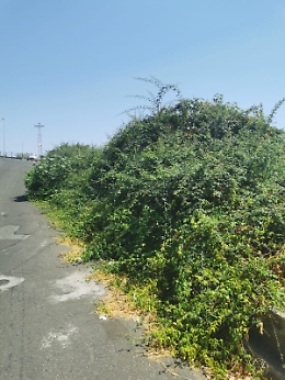 Via Einaudi S. Agata li Battiati: nessuna manutenzione stradale