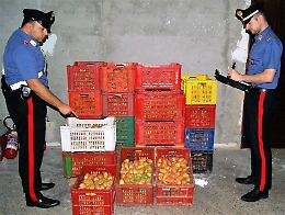 Militello Val di Catania, ladri di fichi d'India erano due braccianti: denunciati