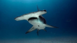 Squali nel mare trapanese, la Capitaneria: &laquo;Fate massima attenzione&raquo;