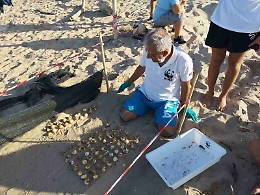 Tartarughe, a Ribera si schiudono uova: 59 testuggini prendono il largo