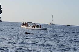 Filicudi, motoscafi dei turisti disturbano i delfini