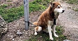 Francofonte: 25enne abbandona Husky, denunciato per maltrattamento animali