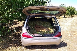 Rubano 5 tonnellate della pregiata mandorla di Avola: tre denunciati