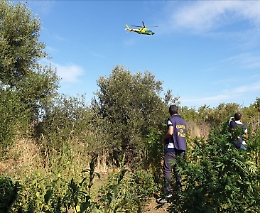 Piante di canapa indiana sequestrate nel Palermitano