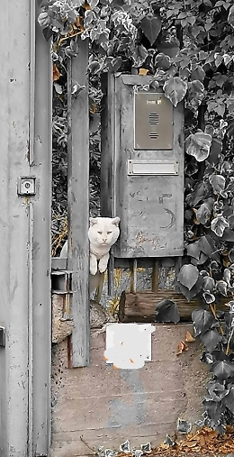 Catania: gatto azzannato da branco di cani randagi
