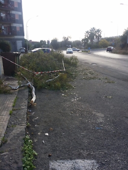 Caltanissetta: rami e fogliame abbandonati in strada dopo potatura