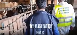 Mattatoio abusivo scoperto in azienda zootecnica a Paternò