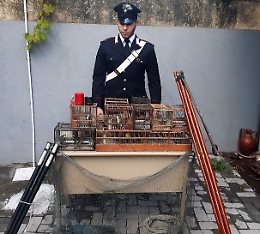 Catturavano cardellini nel Catanese per rivenderli al mercato nero: arrestati