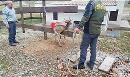 Daino resta impigliato in rete a Piano Battaglia: salvato