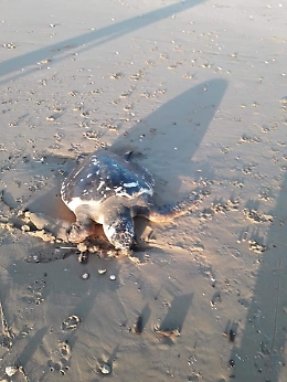 Ragusa: tartaruga marina trovata morta sulla spiaggia