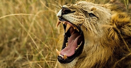 Tigri e leoni sequestrati in circo a Palermo