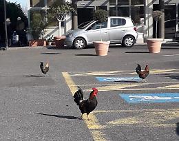 Catania, galli e galline in fuga... all’ospedale Cannizzaro