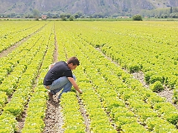 Agricoltura in Sicilia,  la Regione riprogramma le risorse per i nuovi bandi