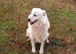 Miro, il cane che abbaiava troppo, è tornato a casa