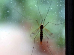 Agrigento, al via la disinfestazione