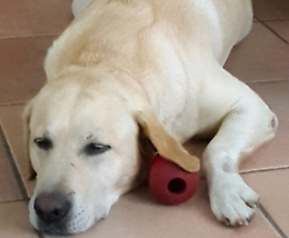 Cane da adottare: &egrave; rimasto senza padrona