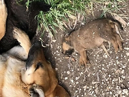Sciacca: caccia all'avvelenatore di cani forse ripreso da una telecamera