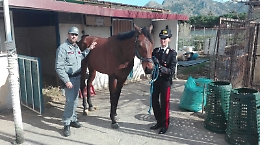 A cavallo contro un palo, multato il fantino spericolato di Palermo