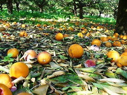Maltempo, ok da giunta regionale alla richiesta di calamità naturale per alcune province