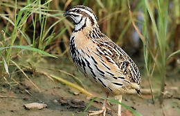 Apparecchi per riprodurre verso delle quaglie: sequestrati da Guardie Forestali