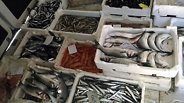 Catania, sequestrati 200 kg di pesce a venditori ambulanti ma fissi in viale Mario Rapisardi