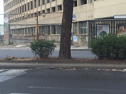 Catania, le radici degli alberi deformano l'asfalto di viale Africa: e il Comune non fa nulla
