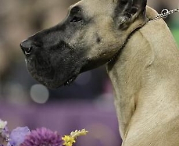 Alcamo, bimbo azzannato da due alani: oltre 200  punti per suturargli le ferite