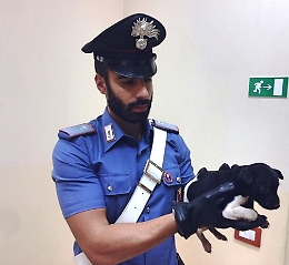 Cassibile, carabinieri salvano cuccioli abbandonati in un sacco della spazzatura