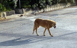 Bagheria, un cane azzanna bambina al volto: la piccola ora &egrave; in ospedale
