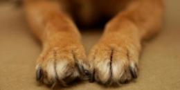 Rogo nel Siracusano, morti 5 cani  legati a un albero con una catena