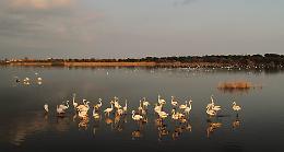 Oltre 100 fenicotteri inanellati alla Riserva Naturale Saline di Priolo