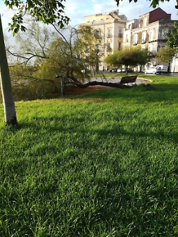 Catania, Piazza Martiri della Libertà: "Salvate quell'albero"