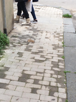 Enna, Viale Armando Diaz: buche ed escrementi