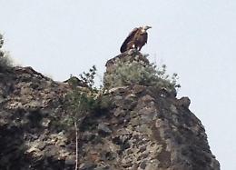 Aci Castello, un grifone sui merli del maniero